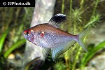 hyphessobrycon pyrrhonotus hyphessobrycon pyrrhonotus