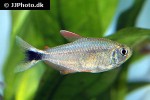 hyphessobrycon robustulus hyphessobrycon robustulus