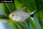 hyphessobrycon robustulus hyphessobrycon robustulus