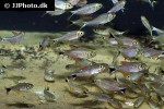 hyphessobrycon robustulus hyphessobrycon robustulus