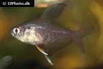 hyphessobrycon rosaceus hyphessobrycon rosaceus