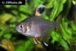 hyphessobrycon rosaceus hyphessobrycon rosaceus