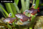 hyphessobrycon rosaceus hyphessobrycon rosaceus