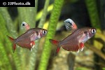 hyphessobrycon rosaceus hyphessobrycon rosaceus