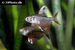 hyphessobrycon rosaceus hyphessobrycon rosaceus