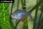 hyphessobrycon rosaceus hyphessobrycon rosaceus