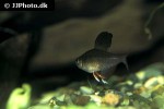 hyphessobrycon rosaceus hyphessobrycon rosaceus