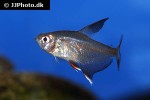 hyphessobrycon rosaceus hyphessobrycon rosaceus