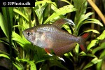 hyphessobrycon rosaceus hyphessobrycon rosaceus