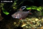 hyphessobrycon rosaceus hyphessobrycon rosaceus