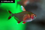 hyphessobrycon rosaceus hyphessobrycon rosaceus