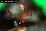 hyphessobrycon rosaceus hyphessobrycon rosaceus