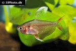 hyphessobrycon rosaceus hyphessobrycon rosaceus