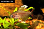 hyphessobrycon rosaceus hyphessobrycon rosaceus