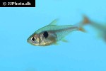 hyphessobrycon roseus hyphessobrycon roseus