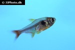 hyphessobrycon roseus hyphessobrycon roseus