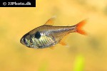 hyphessobrycon roseus hyphessobrycon roseus