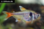 hyphessobrycon roseus hyphessobrycon roseus
