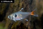 hyphessobrycon roseus hyphessobrycon roseus