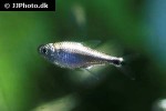 hyphessobrycon saizi hyphessobrycon saizi