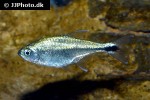 hyphessobrycon saizi hyphessobrycon saizi