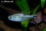 hyphessobrycon saizi hyphessobrycon saizi