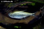hyphessobrycon saizi hyphessobrycon saizi