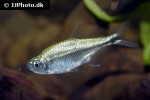 hyphessobrycon saizi hyphessobrycon saizi