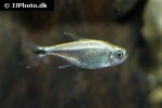 hyphessobrycon saizi hyphessobrycon saizi