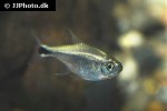 hyphessobrycon saizi hyphessobrycon saizi