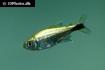 hyphessobrycon saizi hyphessobrycon saizi