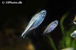 hyphessobrycon saizi hyphessobrycon saizi