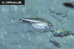hyphessobrycon saizi hyphessobrycon saizi