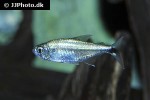 hyphessobrycon saizi hyphessobrycon saizi