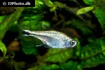 hyphessobrycon saizi hyphessobrycon saizi