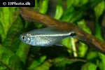 hyphessobrycon saizi hyphessobrycon saizi