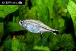 hyphessobrycon saizi hyphessobrycon saizi