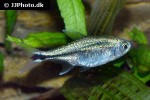 hyphessobrycon saizi hyphessobrycon saizi