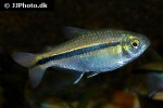 hyphessobrycon scholzei hyphessobrycon scholzei