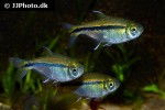 hyphessobrycon scholzei hyphessobrycon scholzei