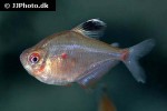 hyphessobrycon socolofi hyphessobrycon socolofi