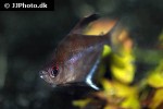 hyphessobrycon socolofi hyphessobrycon socolofi