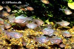 hyphessobrycon socolofi hyphessobrycon socolofi