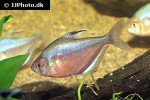 hyphessobrycon socolofi hyphessobrycon socolofi