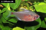hyphessobrycon socolofi hyphessobrycon socolofi