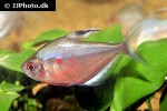 hyphessobrycon socolofi hyphessobrycon socolofi