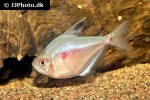 hyphessobrycon socolofi hyphessobrycon socolofi