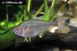 hyphessobrycon socolofi hyphessobrycon socolofi