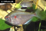hyphessobrycon socolofi hyphessobrycon socolofi
