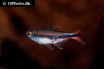 hyphessobrycon stegemanni hyphessobrycon stegemanni